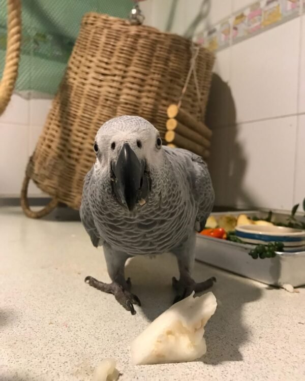 African grey parrot African grey parrot