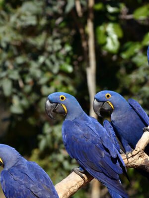 Hyacinth Macaw for Sale