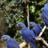 Hyacinth Macaw Parrot for Sale