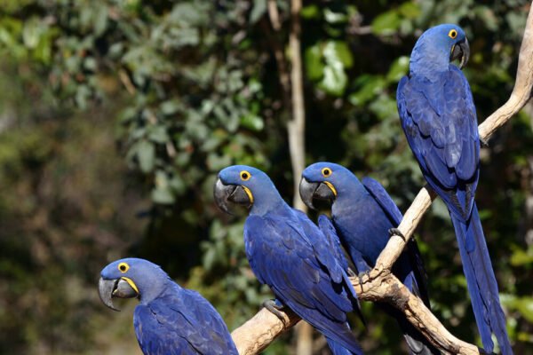 Hyacinth Macaw Parrot for Sale