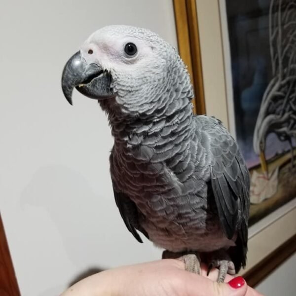 Male African Grey Parrots