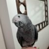 Male African Grey Parrots