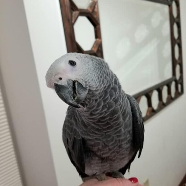 Male African Grey Parrots