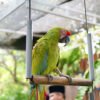 Blue-and-Gold Macaw Parrots for Sale