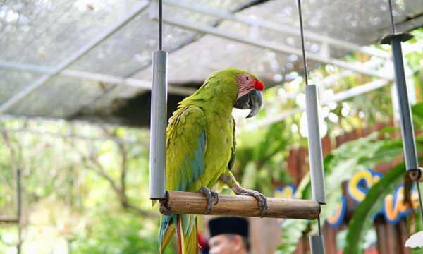 Blue-and-Gold Macaw Parrots for Sale