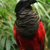Buy Dracula Parrots Online Buy Dracula Parrots Online