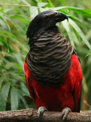 Buy Dracula Parrots Online