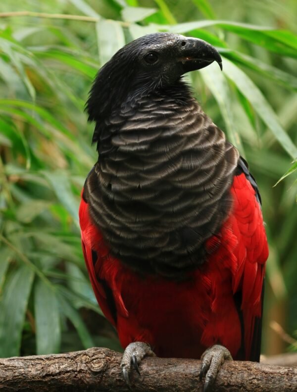 Buy Dracula Parrots Online Buy Dracula Parrots Online