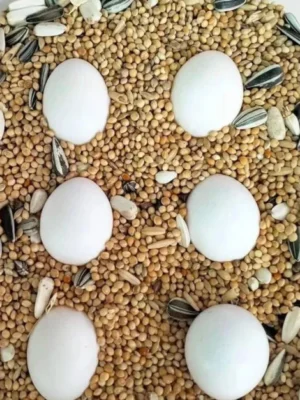 Amazon Parrot Eggs for Sale