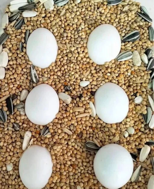 Amazon Parrot Eggs for Sale