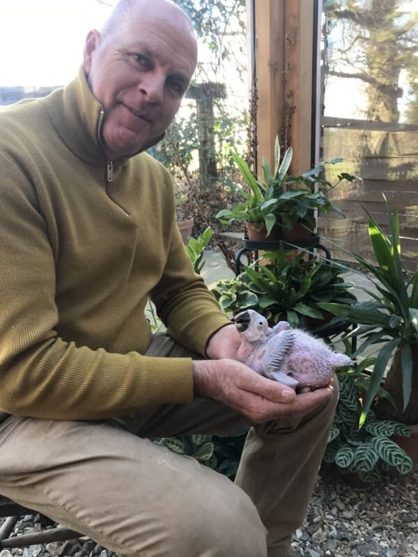 Blue and Yellow Macaw Parrots for Sale