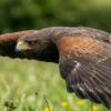 Male falcon bird for sale