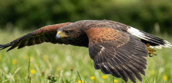 Male falcon bird for sale