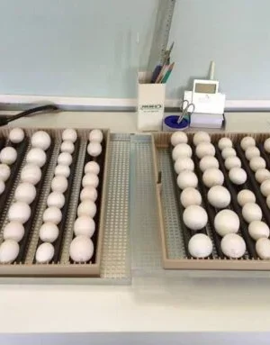 African Grey Eggs for Sale