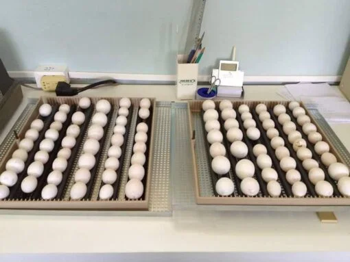 African Grey Eggs for Sale