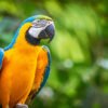 Blue-and-Gold Macaw Parrots for Sale
