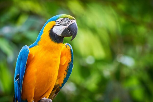 Blue-and-Gold Macaw Parrots for Sale