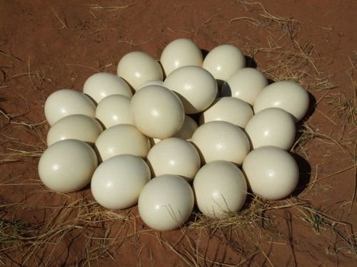 Buy Ostrich Eggs Online