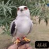 Red-Eyed Falcon For Sale