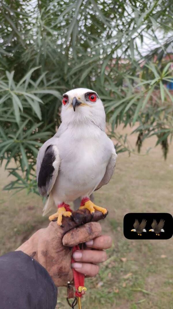 Red-Eyed Falcon For Sale