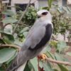 Red-Eyed Falcon For Sale