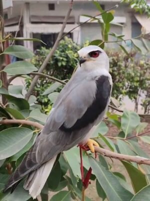 Red-Eyed Falcon For Sale