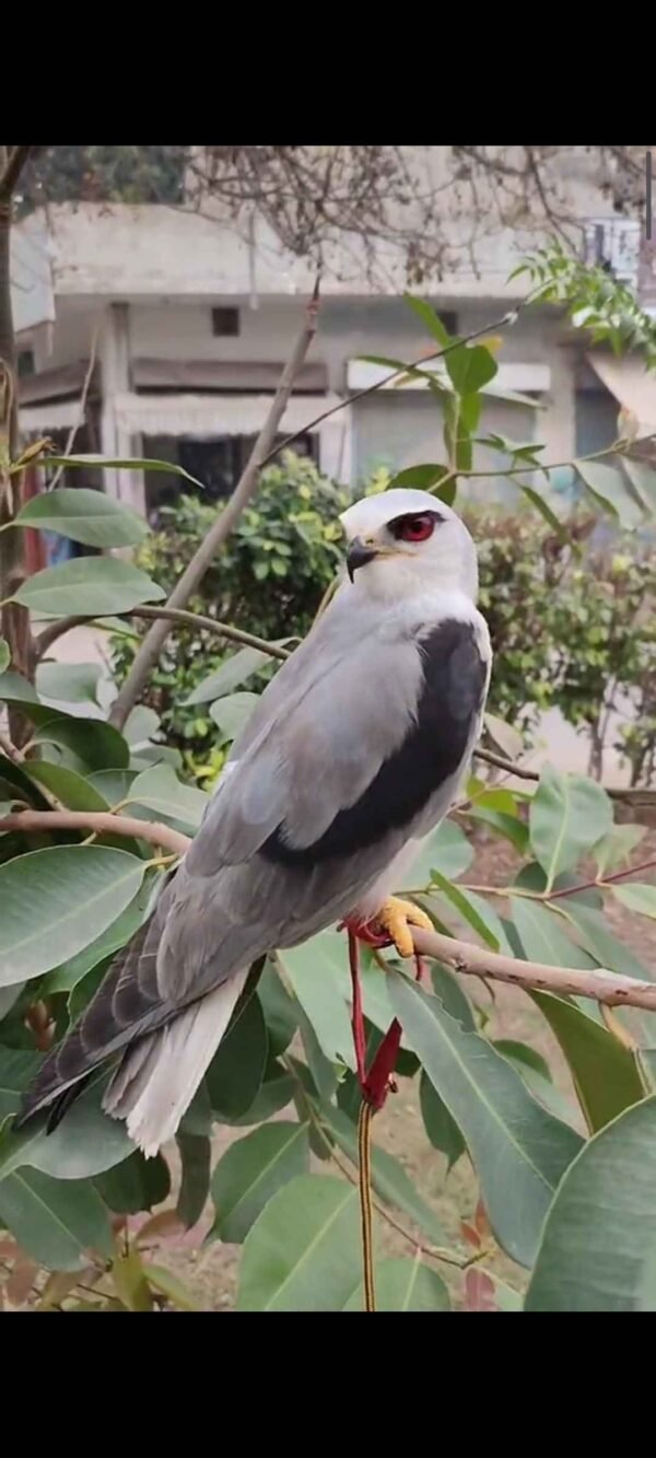 Red-Eyed Falcon For Sale