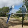 Spix’s Macaw parrots for sell near me