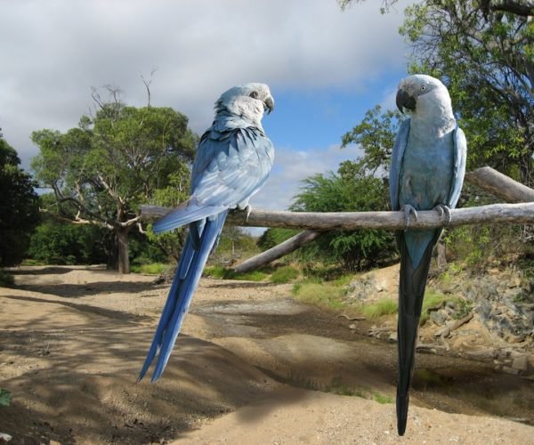 Spix’s Macaw parrots for sell near me