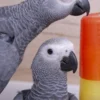 African grey parrot African grey parrot