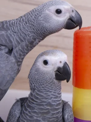 African grey parrot