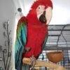 Green Winged Macaw parrots near me