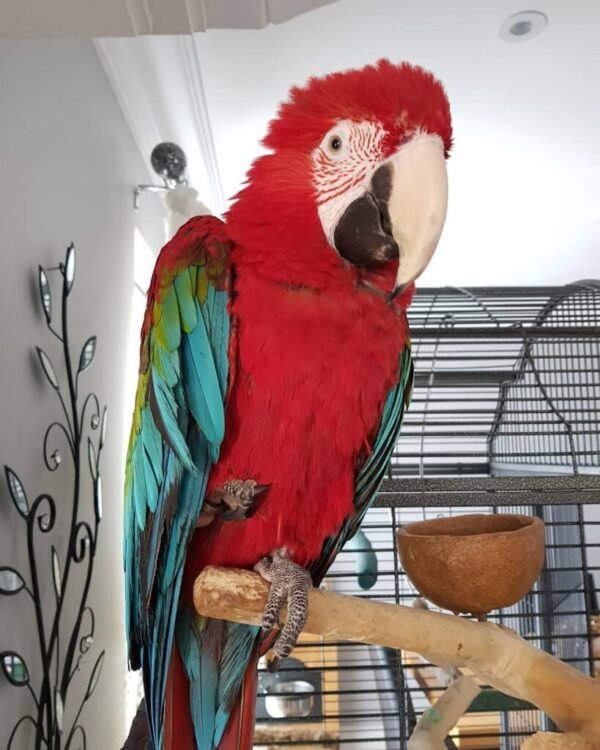Green Winged Macaw parrots near me