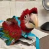 Green Winged Macaw parrots near me