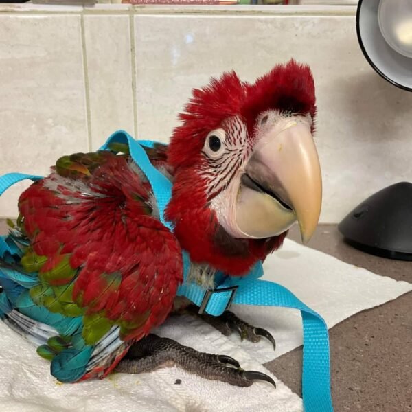 Green Winged Macaw parrots near me