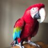 Green Winged Macaw parrots near me