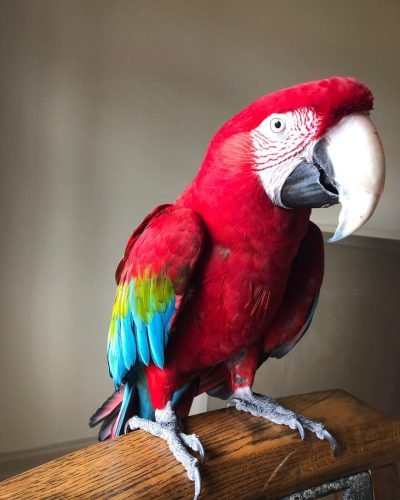 Green Winged Macaw parrots near me