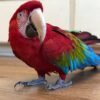 Green Winged Macaw parrots near me