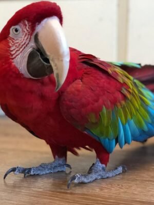 Green Winged Macaw parrots near me