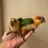Caique Baby Parrots