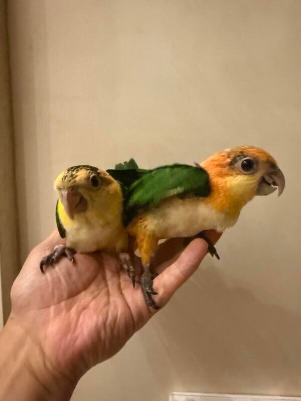 Caique Baby Parrots