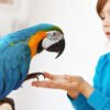 Blue-and-Gold Macaw Parrots for Sale