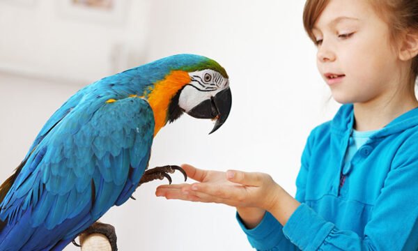 Blue-and-Gold Macaw Parrots for Sale