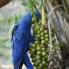 Hyacinth Macaw