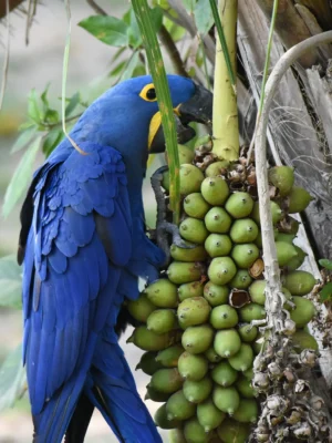 Hyacinth Macaw
