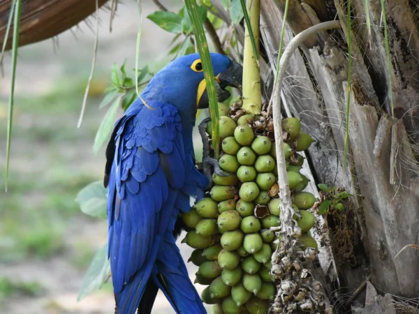 Hyacinth Macaw