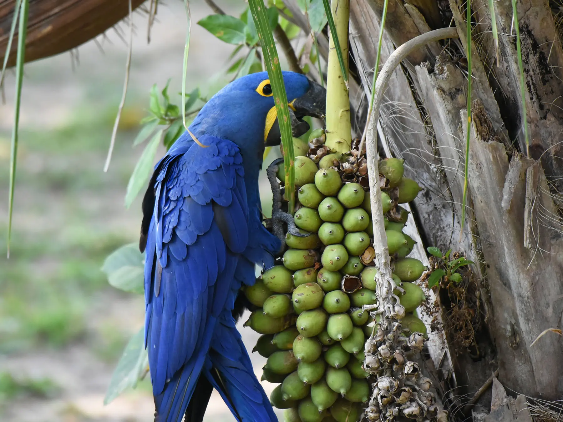 Hyacinth Macaw