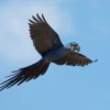 Hyacinth Macaw