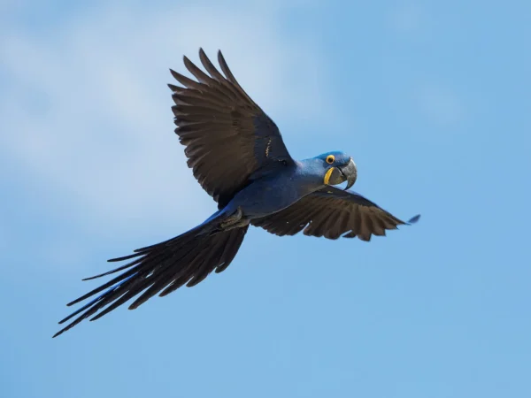 Hyacinth Macaw