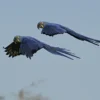 Hyacinth Macaw Parrots